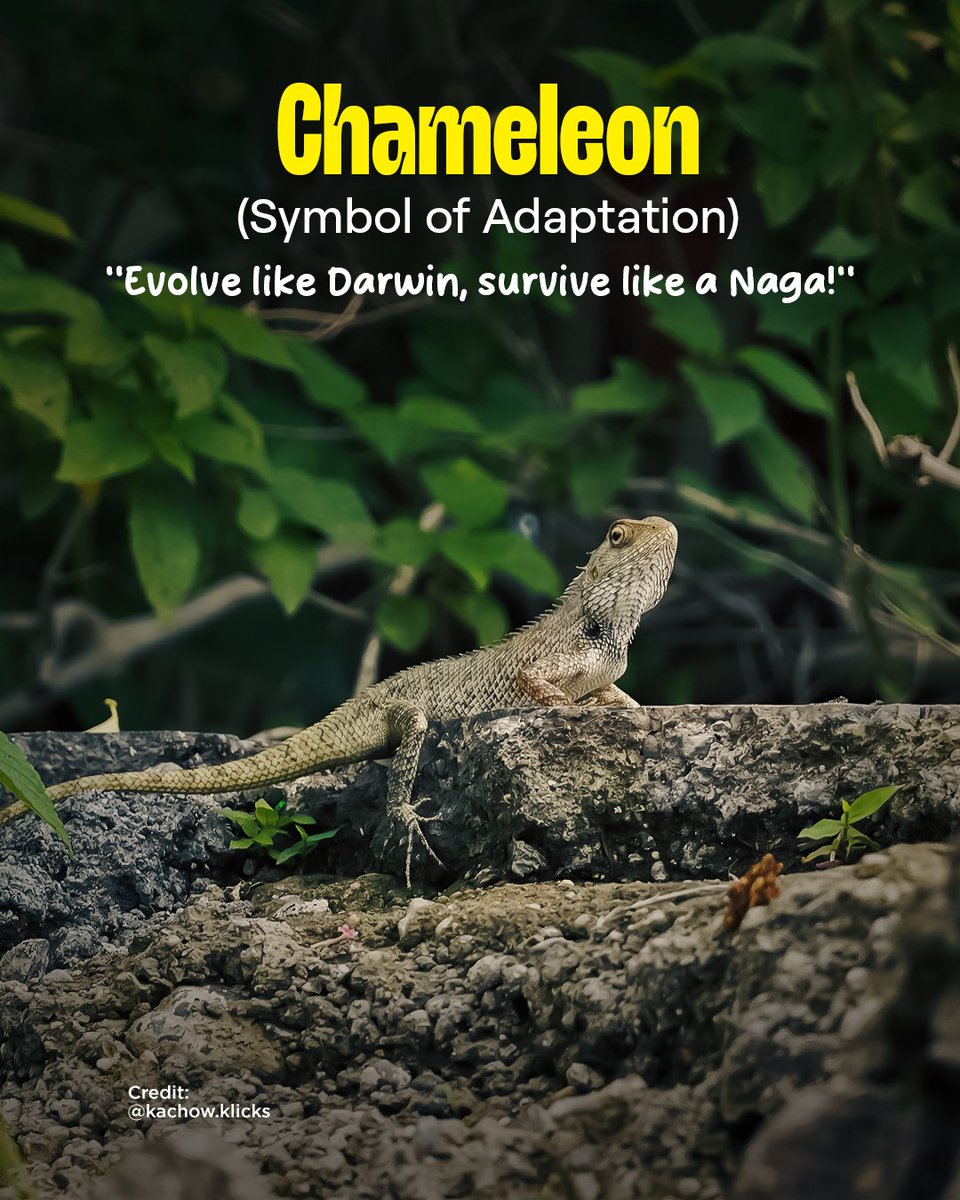AlongImna's tweet photo. Lincoln × Darwin = Life Lesson Edition 

If Lincoln were alive today, he’d probably say, “Don’t believe everything you read on the internet.”

Darwin, meanwhile, already told us, “Only the adaptable survive.”

Which explains modern life perfectly:
👉 Those who adjust to traffic survive
👉 Those who decode Wi-Fi signals evolve
👉 Those who discover the best momo stall become legendary 

Whether in politics or biology, one truth wins, Adapt, learn, laugh… and keep moving forward.

Happy Lincoln’s Birthday & Darwin Day!