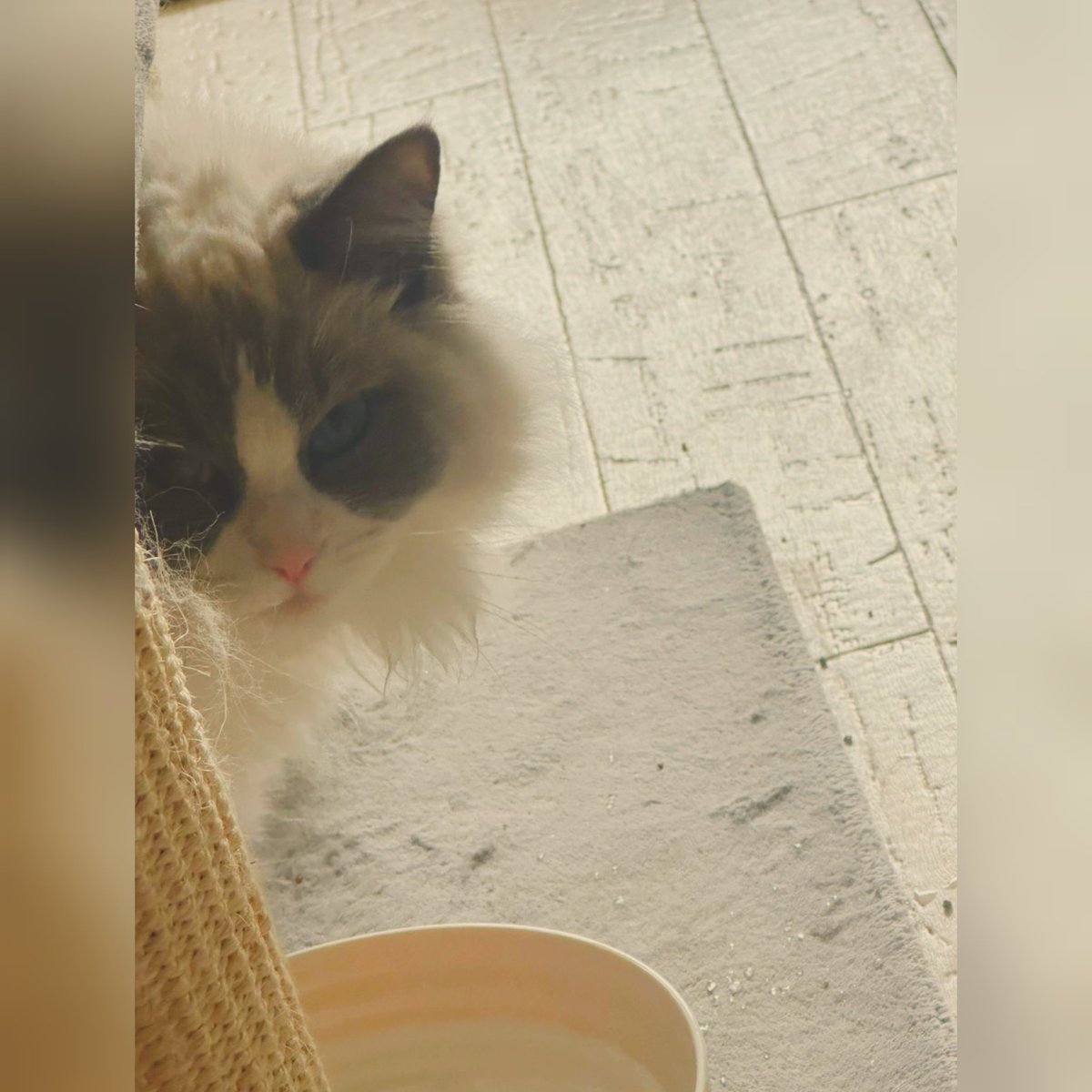 家政猫は見た
にゃん原悦子