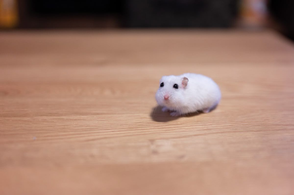 🇵🇸 Ja1dyn 🍉 tweet media