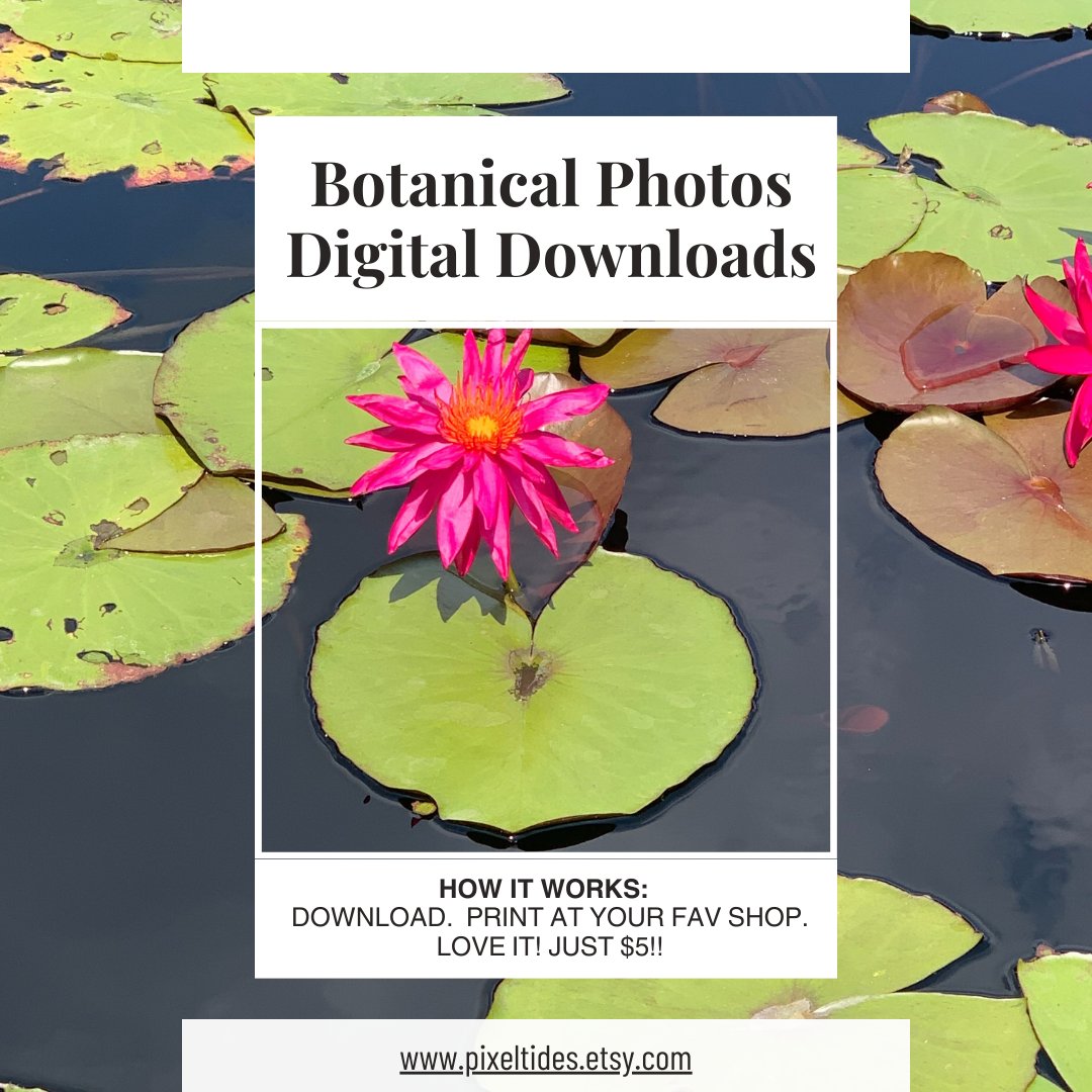 Janet_Pinto91's tweet photo. Vibrant Photography — Instantly Download https://t.co/EinwkgowxW https://t.co/5YcOuT9mb0