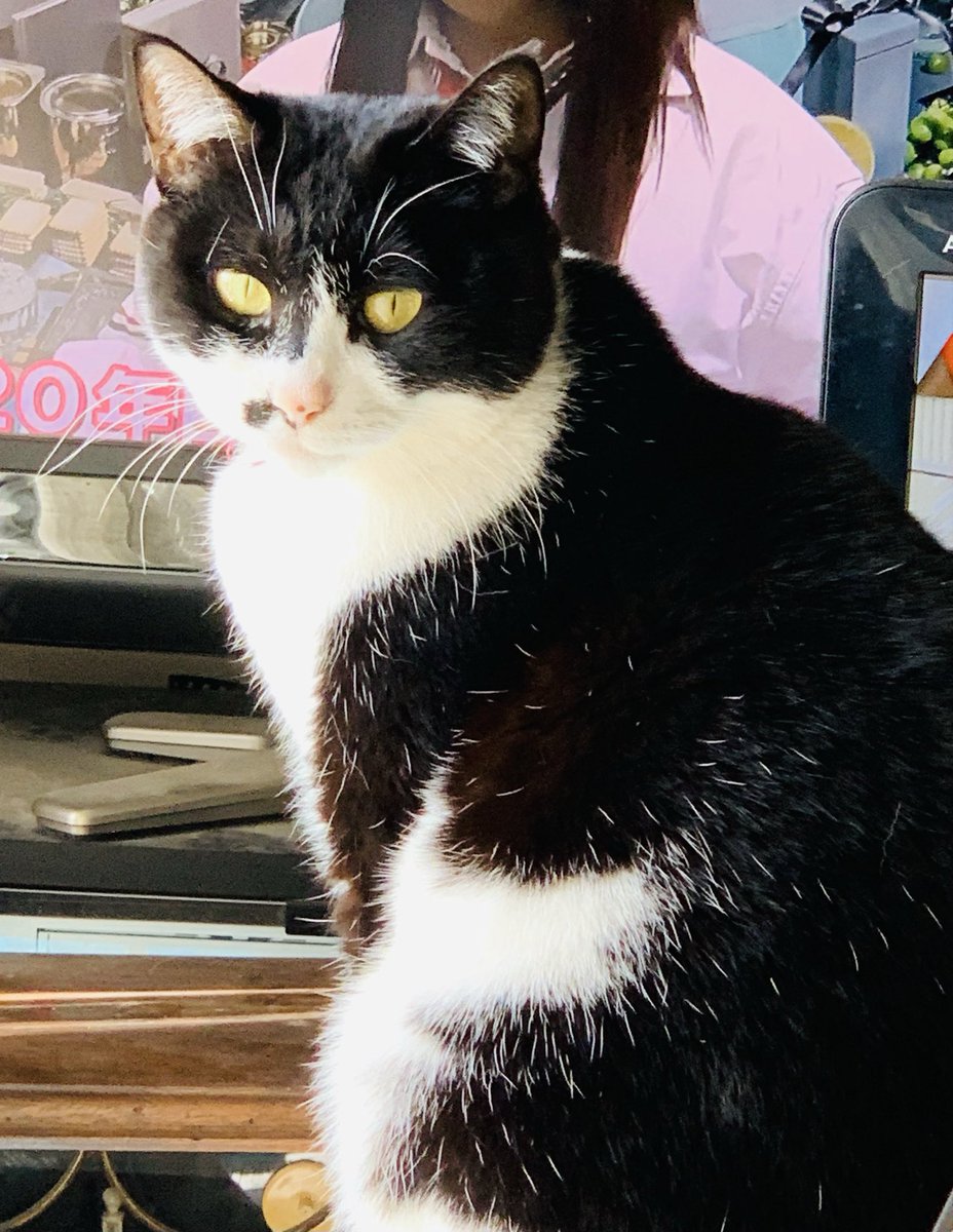 明日金曜日の私のトークイベント用に昨日から動画をコユキを膝に乗せて片手で編集先程完成。どれだけ難解な作業か分かるだろうか？あ、すみません。今の小学生でもやれるわ…ま、そうね🤣🤣🤣🤣
Edited videos with one hand having kittens over my laps😻
#KOTA #西荻HANA #子猫エミカ #子猫コユキ