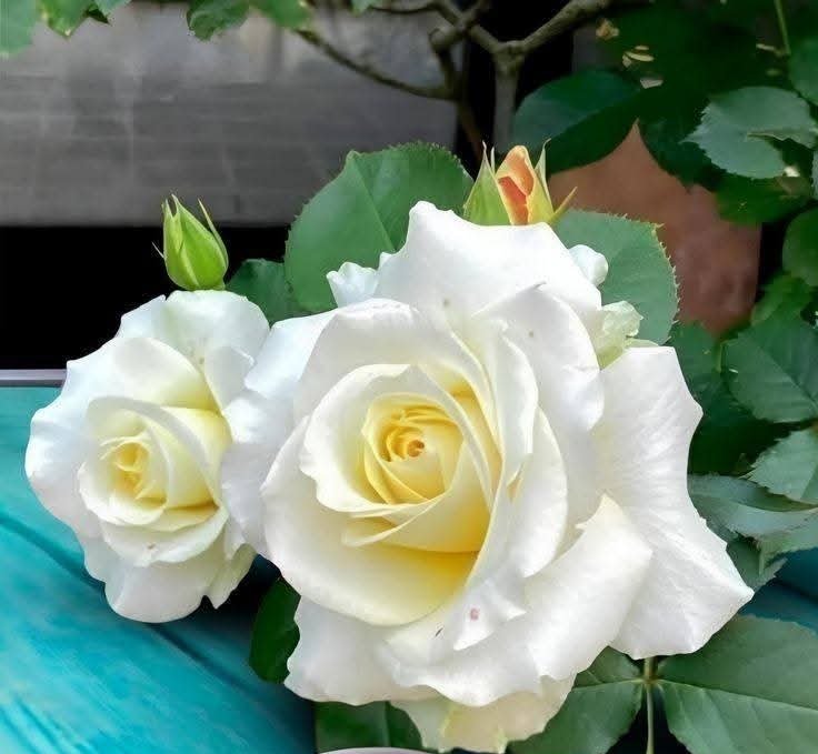 🎊14 กุมภา💐 ไปไหนดี 🛵🛵
👩‍❤️‍👨มีใครใจดีเลี้ยงไอติมใหม 🍨🍨#บึง #เครือสหพัตน์ #ปิ่นทอง #บ่อวิน #ศรีราชา #หนองปรือ #บางละมุง #พื้นที่ใกล้เคียง