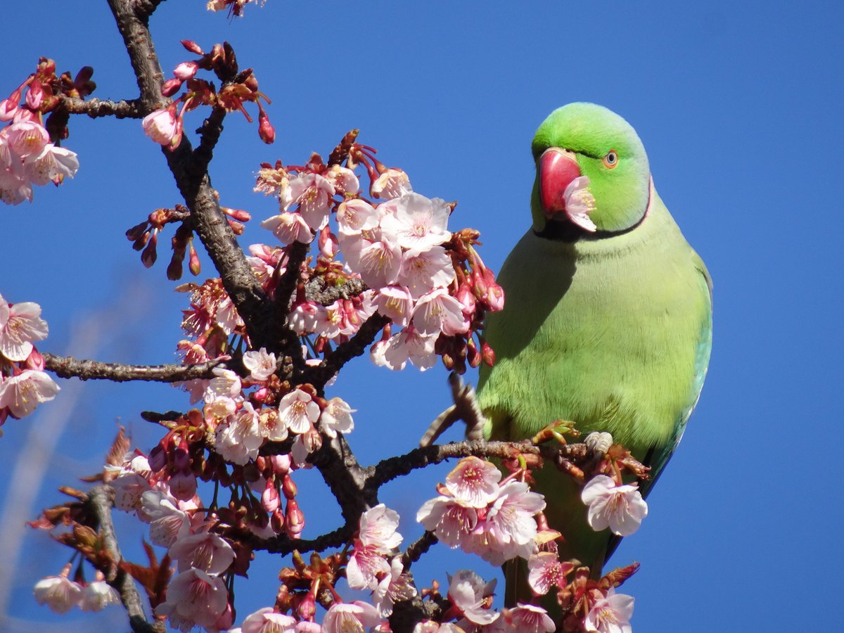 「園内にペットのインコがいる！」というお問い合わせが増えてきました。
その正体は野生化したホンセイインコ。
もともとペットとして飼われていたものが逃げたりなどして、1969年には東京でも定着が確認されています。
桜が大好きなホンセイインコは、これからの季節 #新宿御苑 によく遊びにきます🐦
