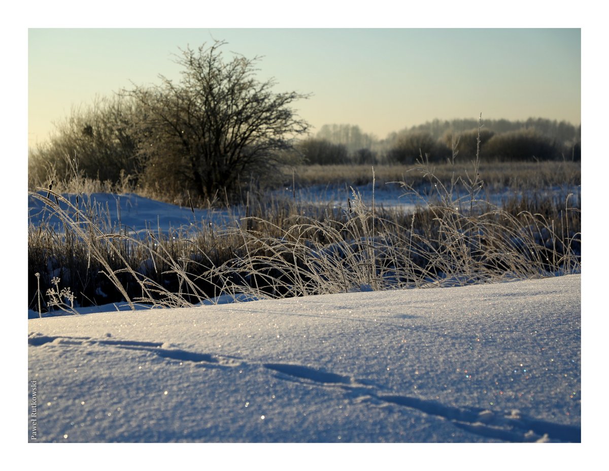 PaweRut98116786's tweet photo. Walking
#Polesie #swamps #winter #snow #frost https://t.co/sJBgSbVCKu