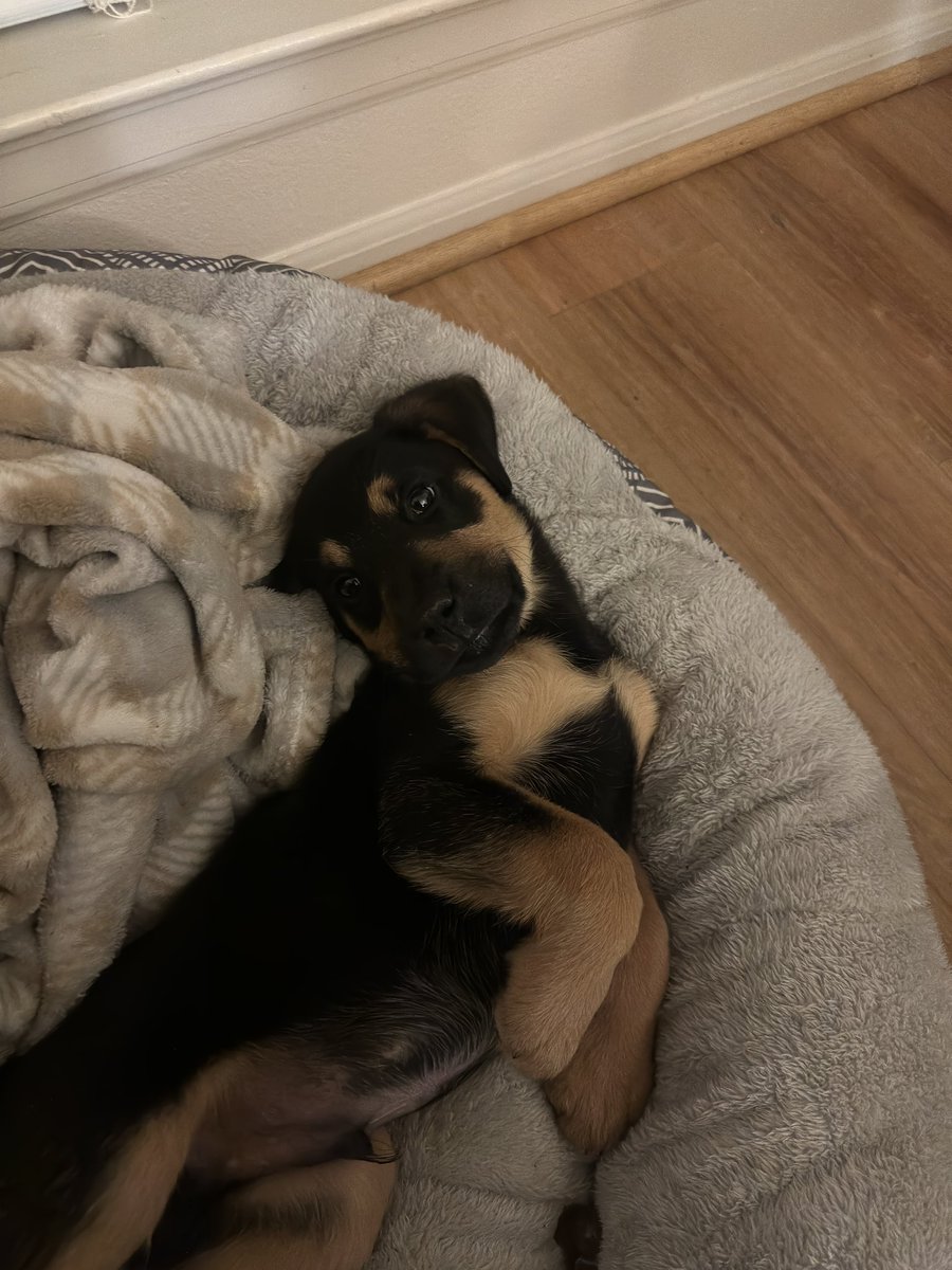 ShyneGold's tweet photo. Behind the eyes of this adorable dog is a small beast https://t.co/BwlsE0LV0a