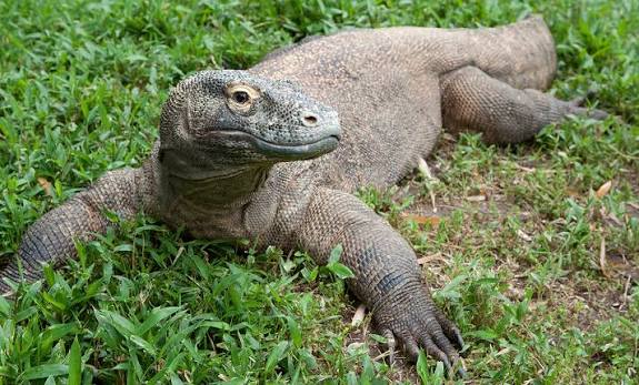Peacecomber's tweet image. Heyy my mechs! Todays request is for @Daniel_TFfan with Komodo Dragons! Theyre the worlds largest living lizard and can weigh over 300 pounds (136kg), they also live up to 30 years. Crazy stuff!