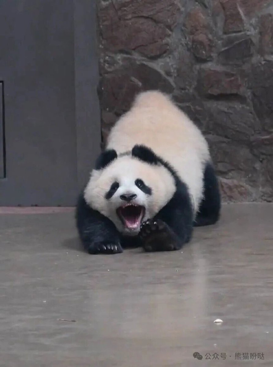 ふぁ〜 (パンダあくび)