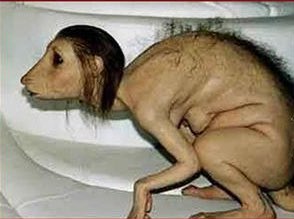 نتیجه استفاده از طلسم و جادو🤣
کسخلای احمق،حیف جوونامون بخاطر شما احمق ها جونشونو از دست دادن