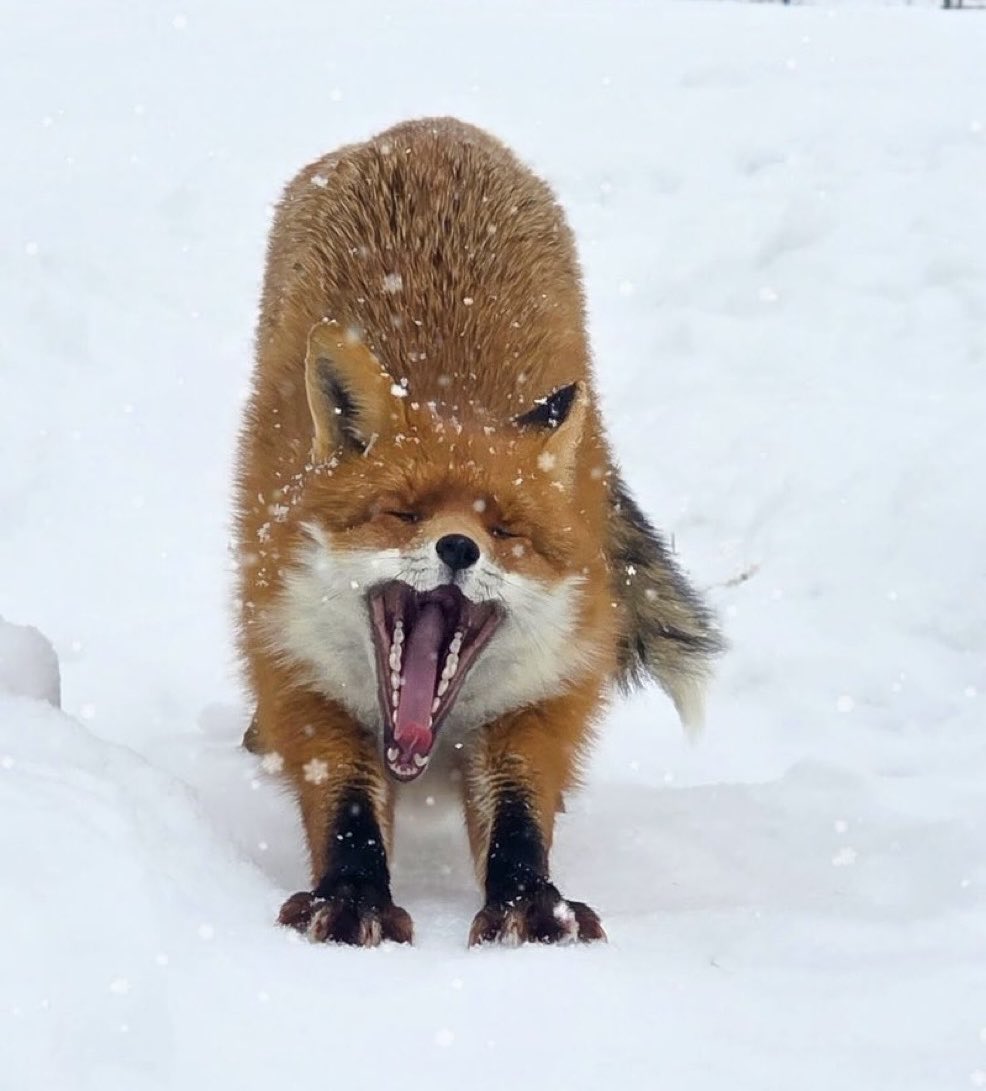 ふぁ〜 (キツネあくび)