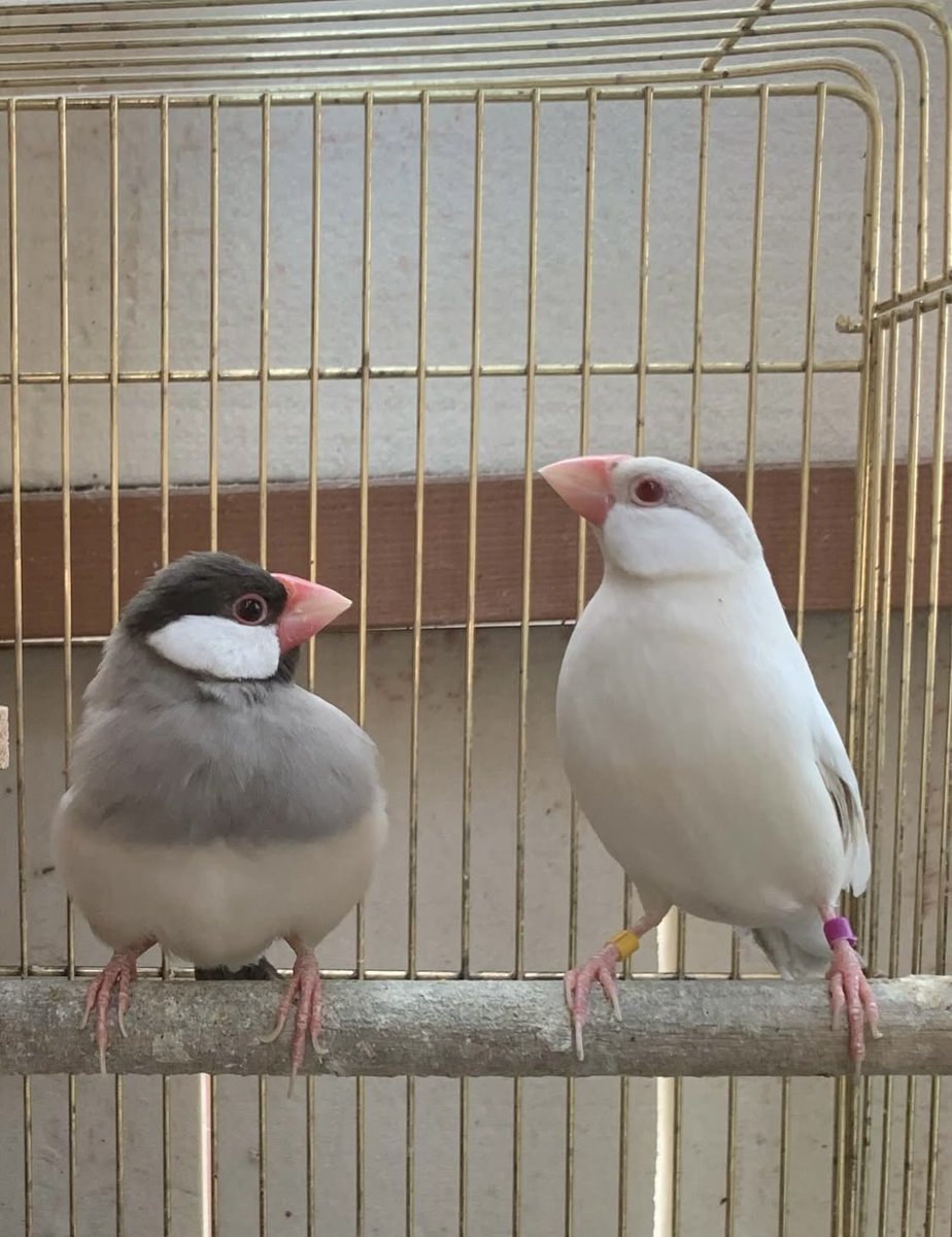 若狭小浜メダカ(バード) tweet media