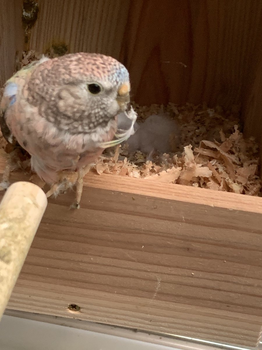 若狭小浜メダカ(バード) tweet media