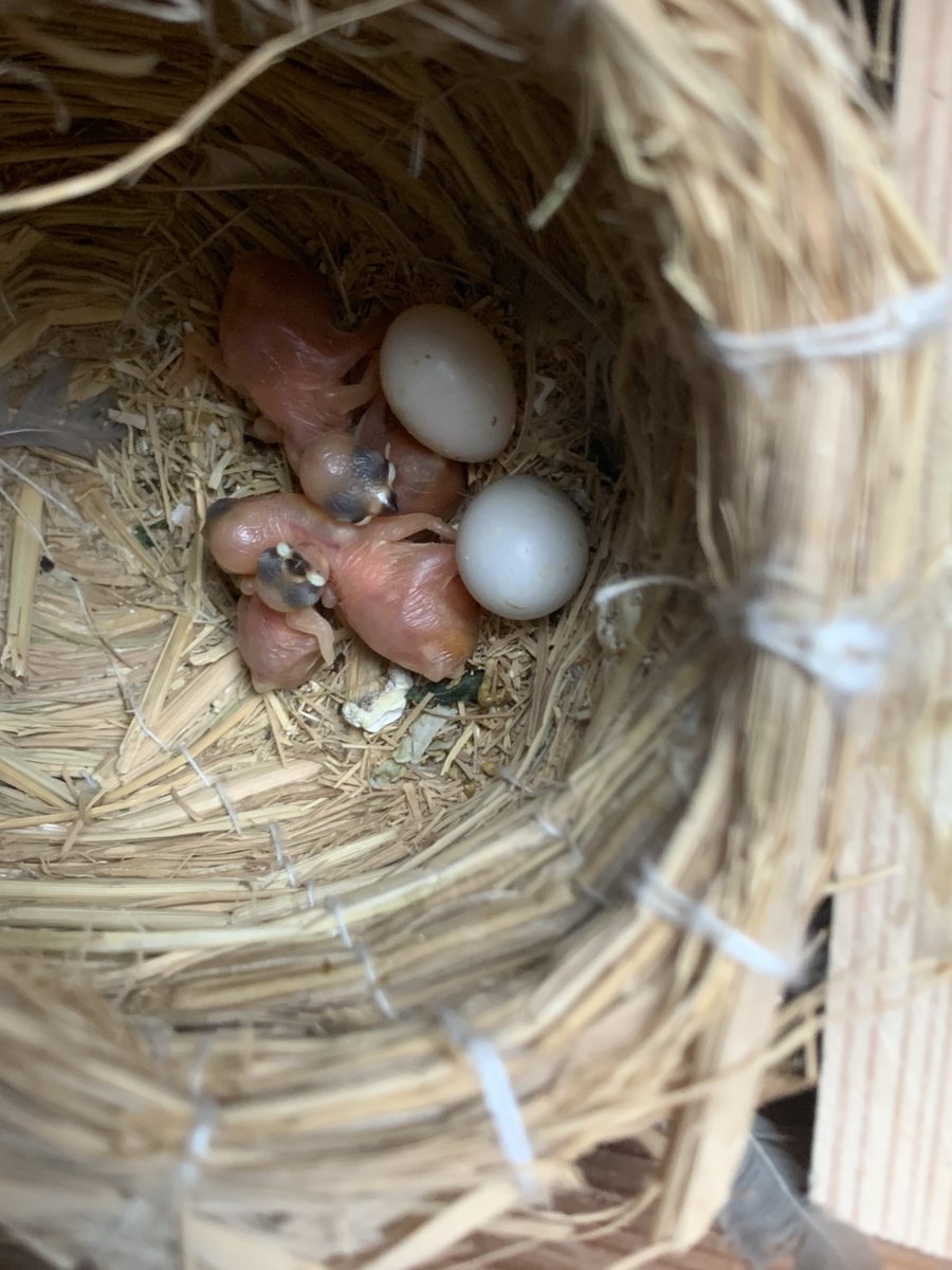 若狭小浜メダカ(バード) tweet media