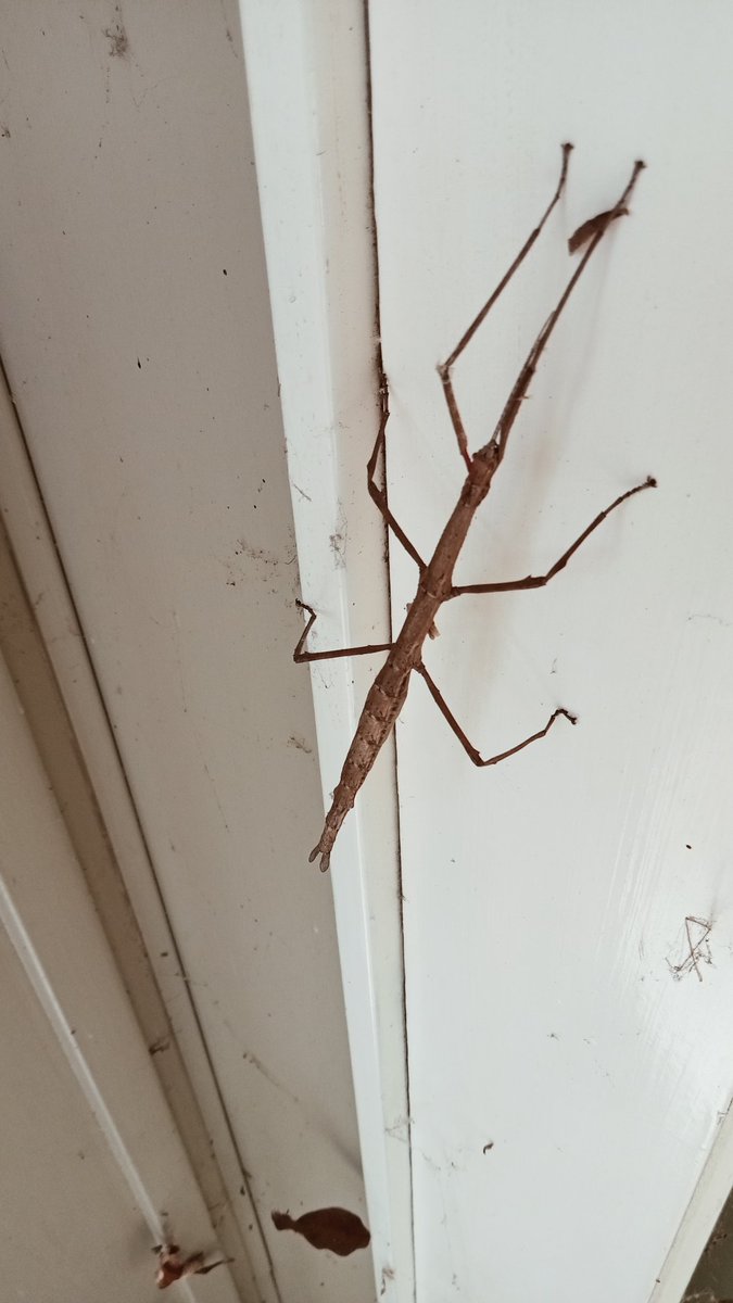 stickbug
