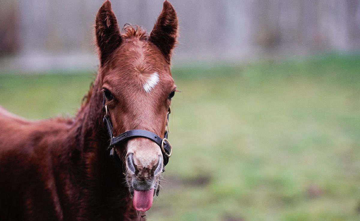 CompasStallions tweet media