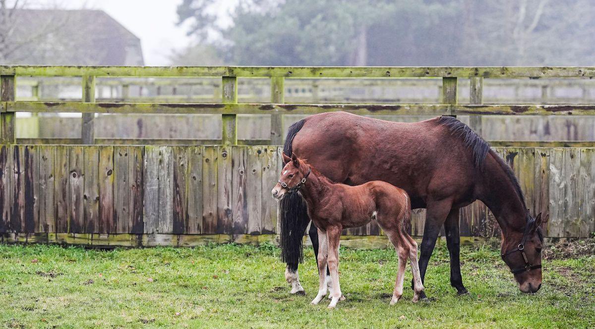 CompasStallions tweet media