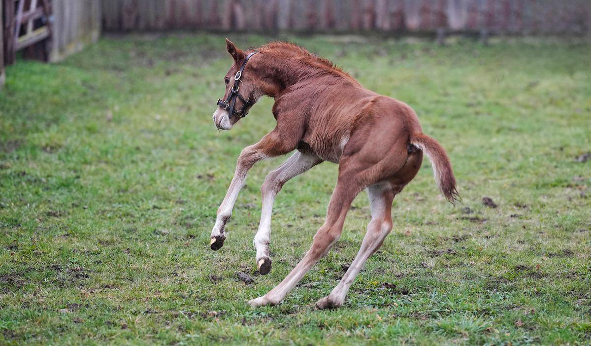 CompasStallions tweet media