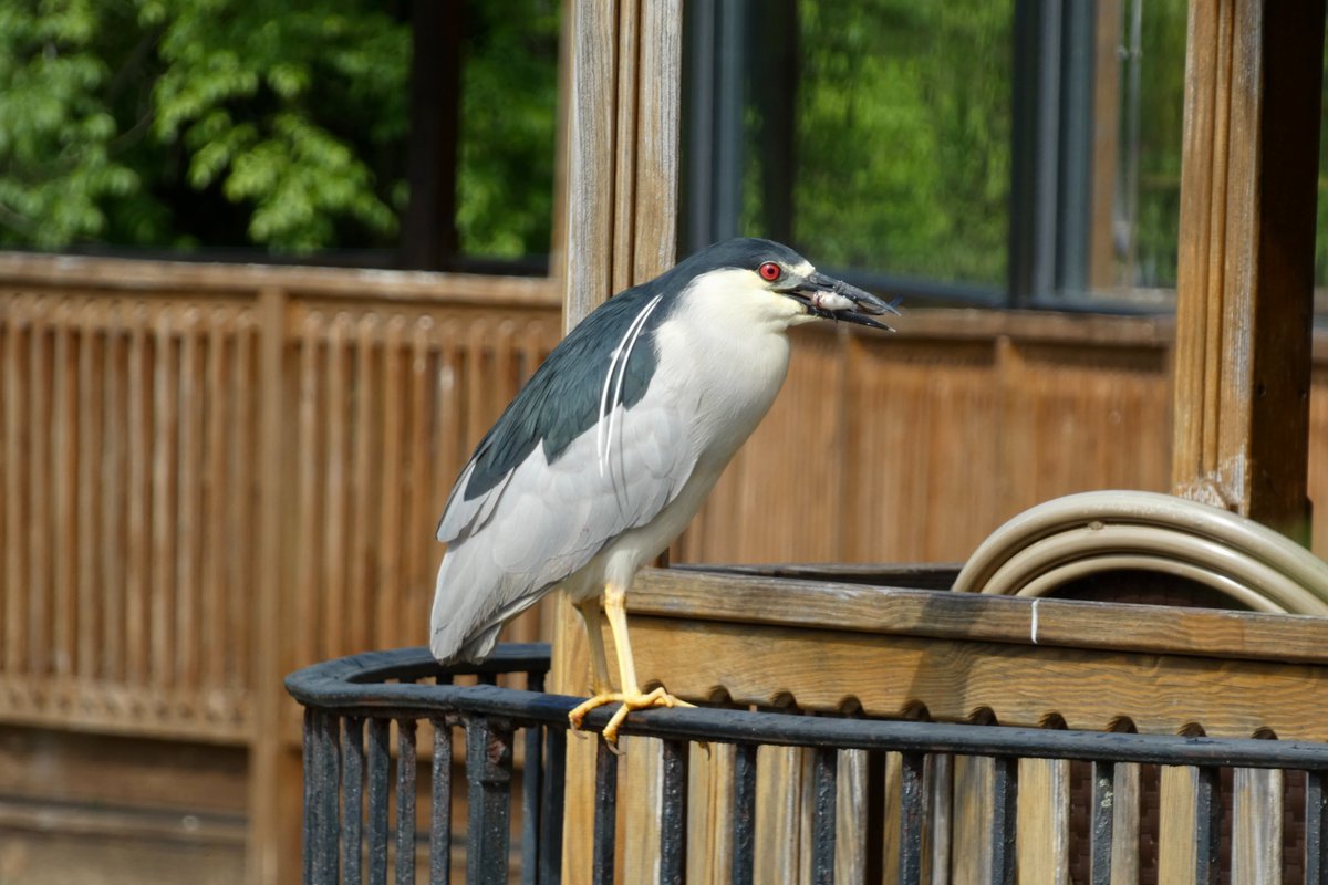 mawgdn's tweet photo. @Mandeepsihota Occasionally you see Herons or Egrets on the railing, but I never seen them being offered a meal :)
This Night #Heron had to fish for his breakfast 🎣 #WadersWednesday #birdwatching Clove Lakes Park 05/19/24 https://t.co/lMSzzVaPiK