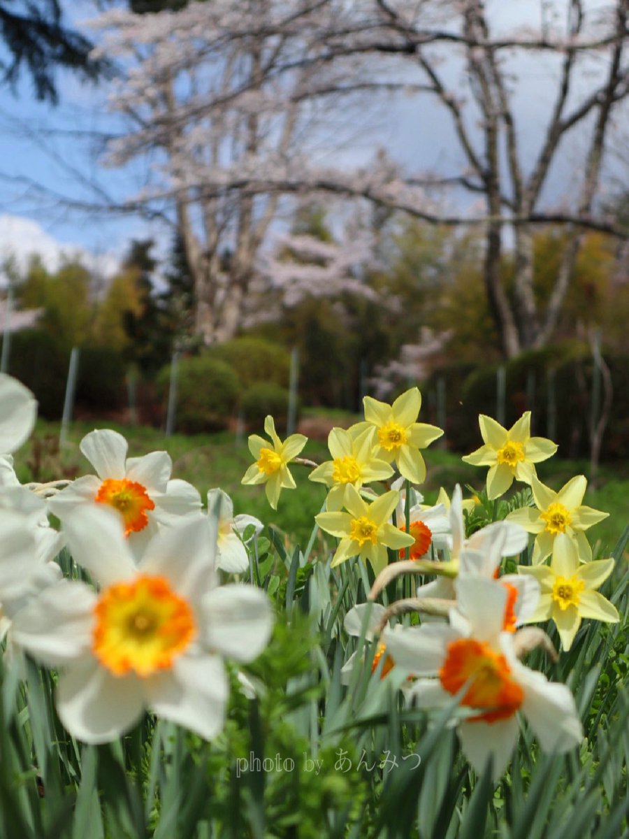 ☆あんみつ☆ (@BiDwVv7B2Uh5VYR) / Posts / X