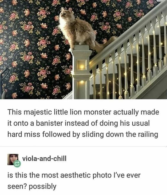 WholesomeMemes (@wholesomememe) on Twitter photo 