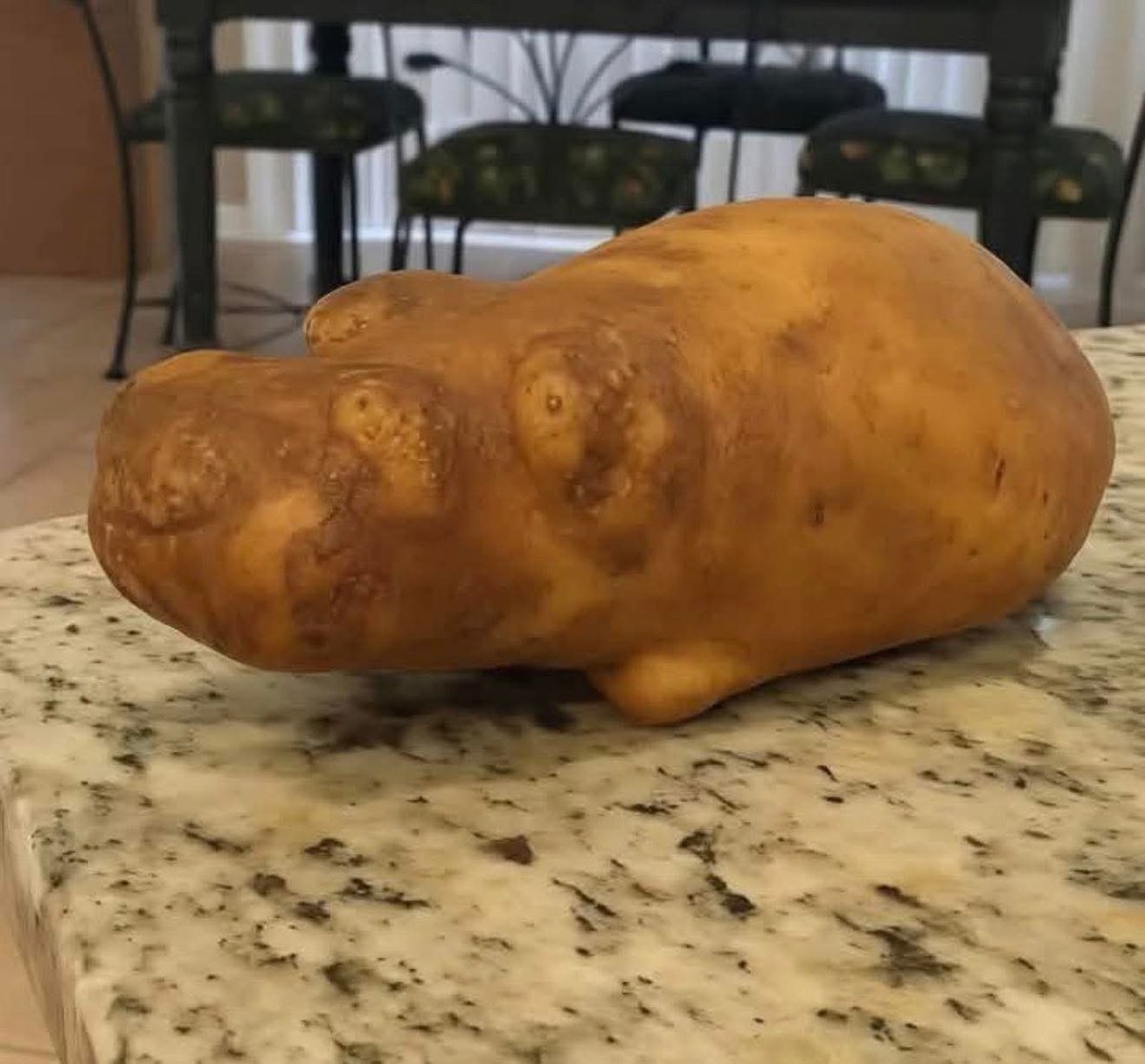 Diego Royet tweet media