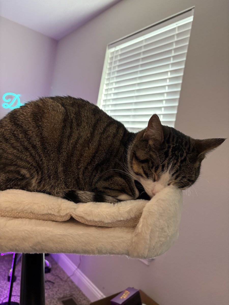 🍃 Live on Twitch 🍃 

More MIO today! We’re making great progress in the game 😄

Also bonus snoozing Snickers 🐈‍⬛ 

twitch.tv/idelia