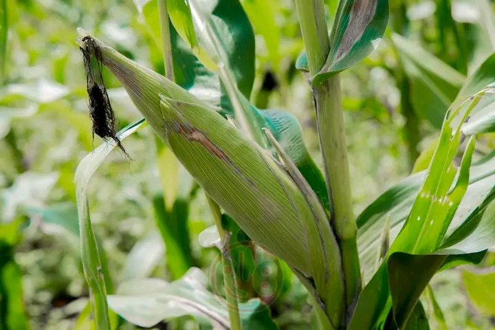 kanyamune's tweet image. À #Rutana, en Province #Burunga, les champs de maïs affichent une évolution prometteuse en dépit des défis climatiques. Le 03/02/2026, une descente de la @RTNBurundi avec les services agricoles a confirmé un état satisfaisant des cultures.
@IntumwaNews @NtareHouse @BMineagrie