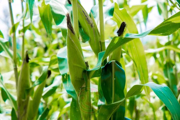 kanyamune's tweet image. À #Rutana, en Province #Burunga, les champs de maïs affichent une évolution prometteuse en dépit des défis climatiques. Le 03/02/2026, une descente de la @RTNBurundi avec les services agricoles a confirmé un état satisfaisant des cultures.
@IntumwaNews @NtareHouse @BMineagrie