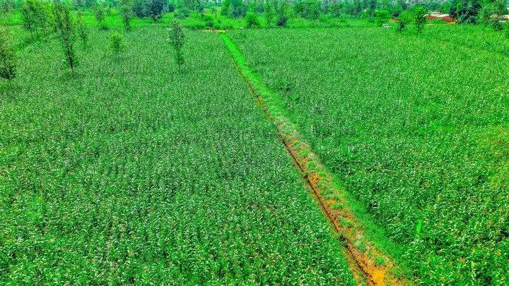 kanyamune's tweet image. À #Rutana, en Province #Burunga, les champs de maïs affichent une évolution prometteuse en dépit des défis climatiques. Le 03/02/2026, une descente de la @RTNBurundi avec les services agricoles a confirmé un état satisfaisant des cultures.
@IntumwaNews @NtareHouse @BMineagrie