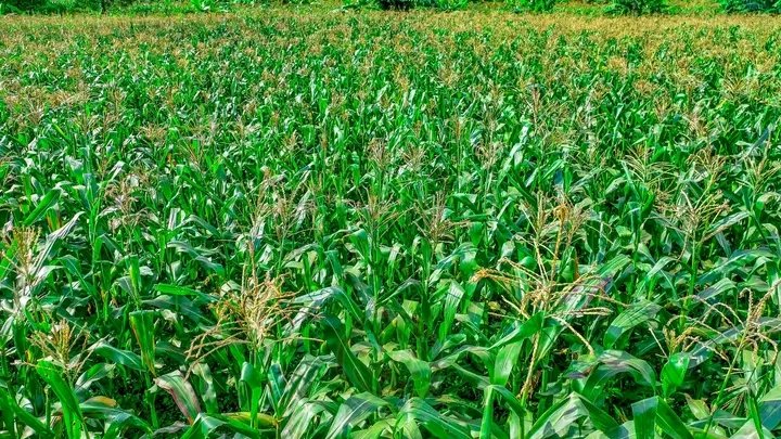 kanyamune's tweet image. À #Rutana, en Province #Burunga, les champs de maïs affichent une évolution prometteuse en dépit des défis climatiques. Le 03/02/2026, une descente de la @RTNBurundi avec les services agricoles a confirmé un état satisfaisant des cultures.
@IntumwaNews @NtareHouse @BMineagrie