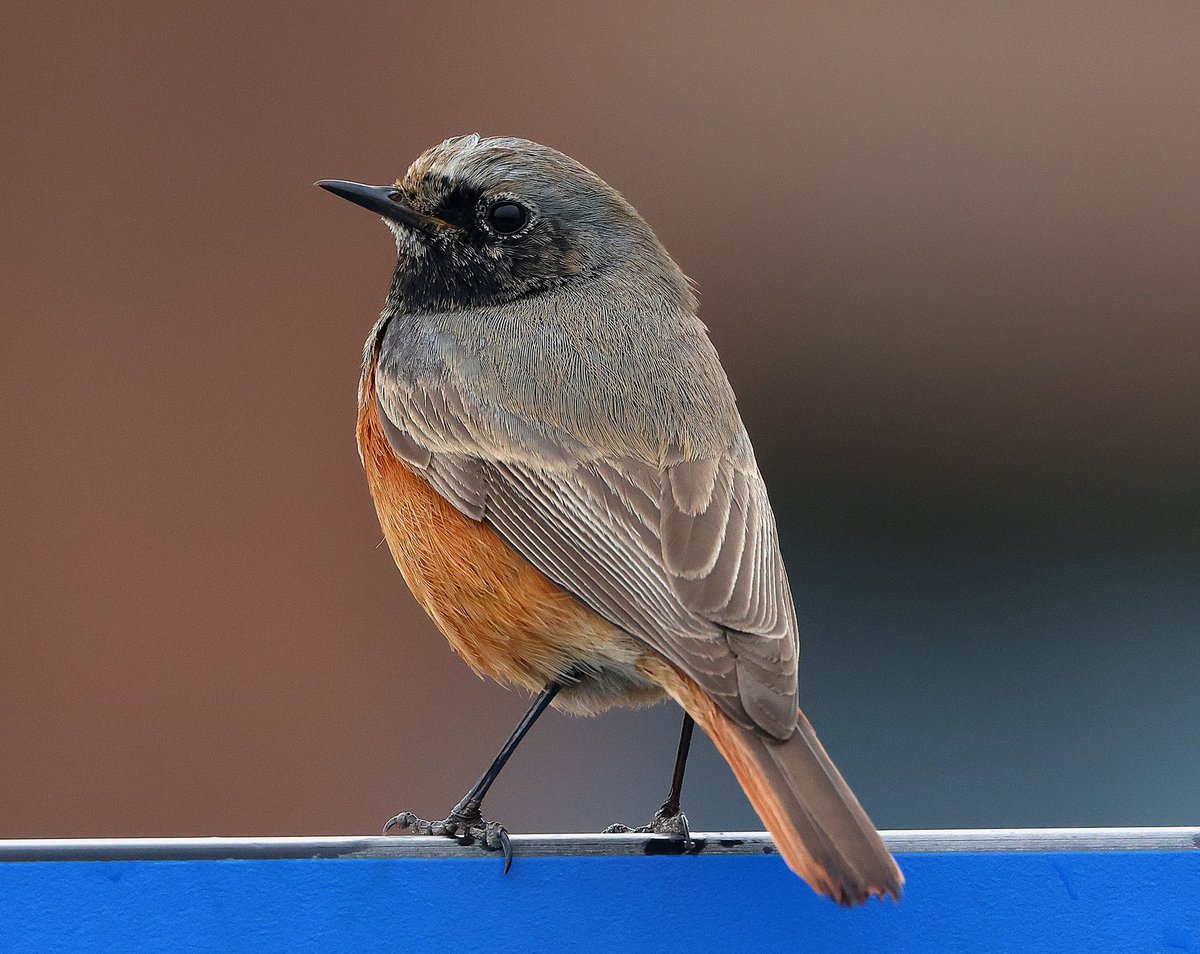 Ian Conn tweet media