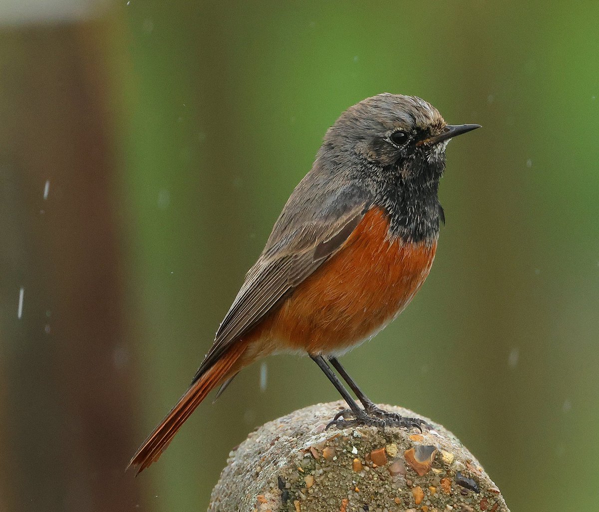 Ian Conn tweet media