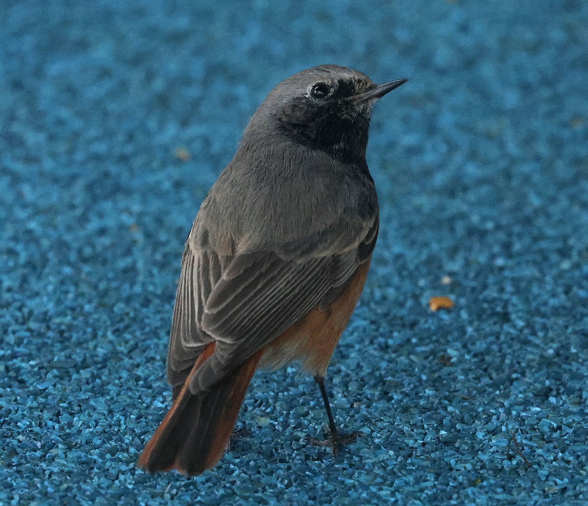 Ian Conn tweet media