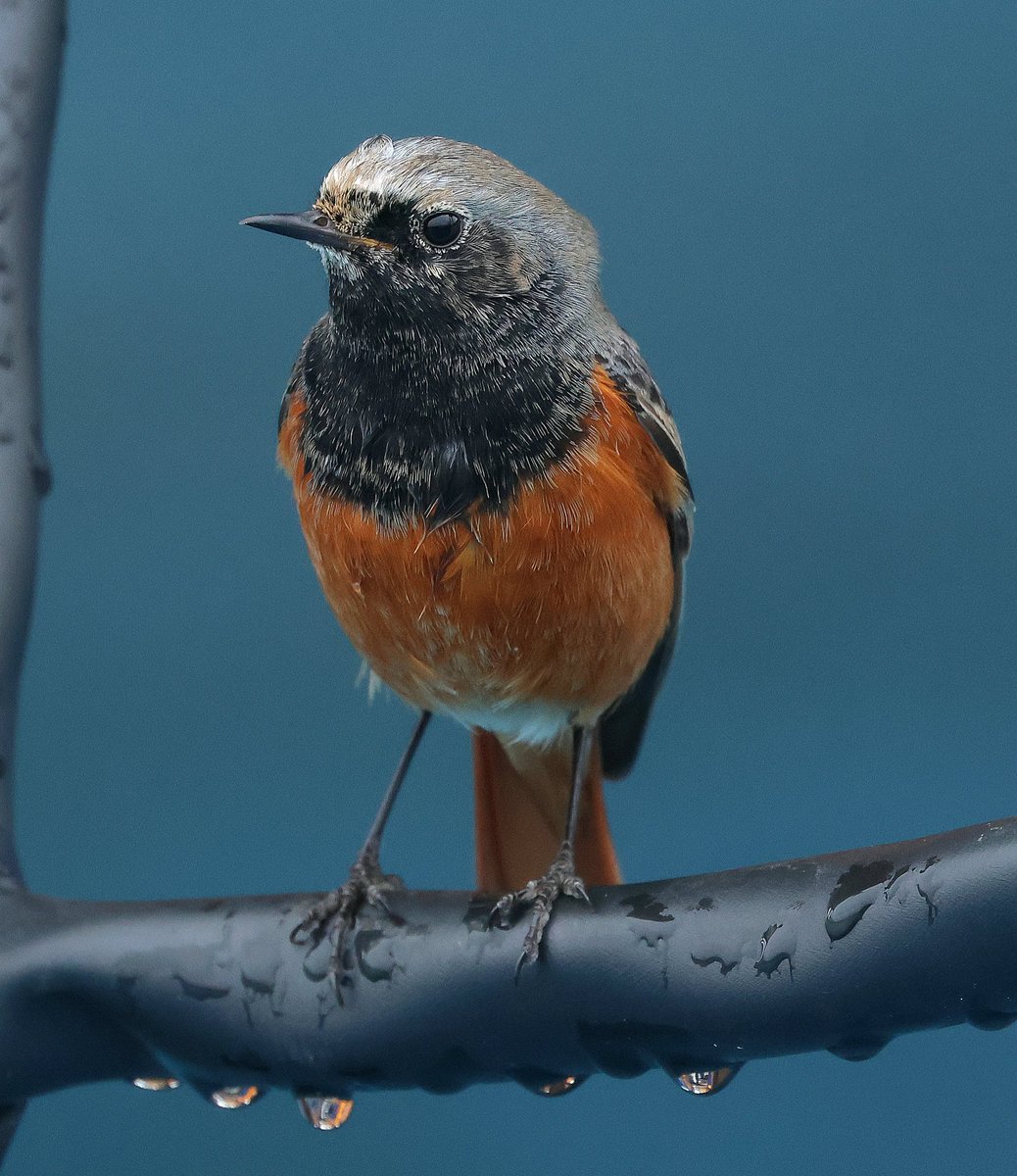 Ian Conn tweet media