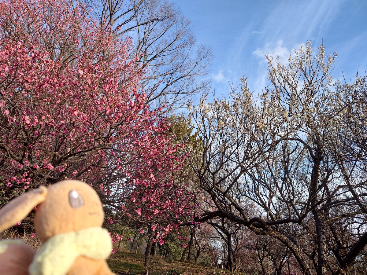 おはようございます☀

繊細な花とデフォルメぬいの競演

#ぬい撮り #TLを花でいっぱいにしよう