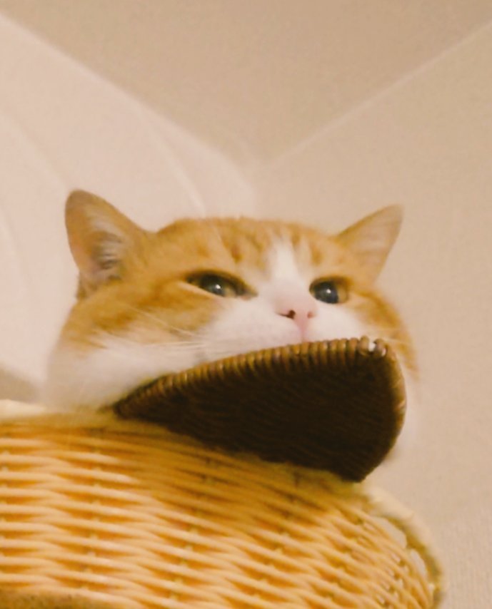 おちゃまる (@ochamarusan0126) / Posts / X