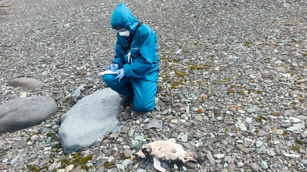 Sara Cifuentes (she/her) tweet media