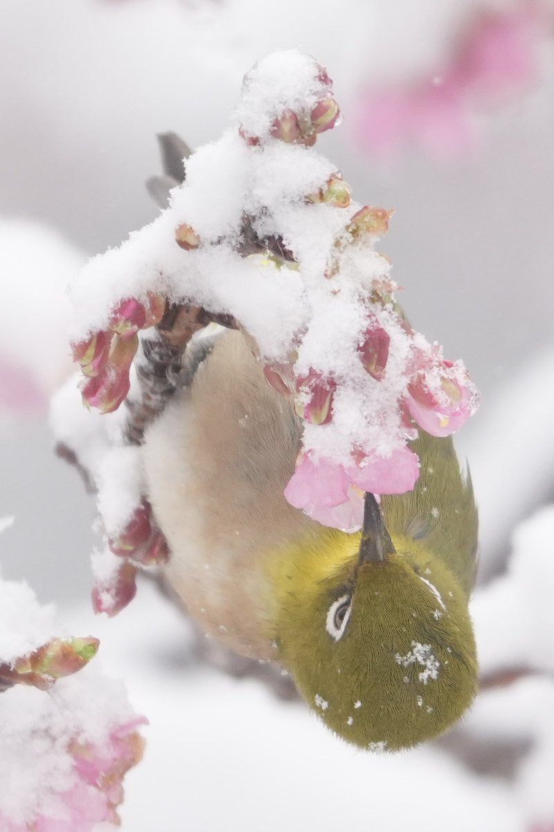 頭に雪ついてるのかわよ