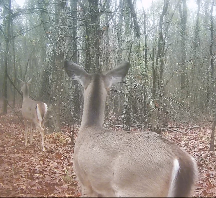 No one:
Me: back to you deer
HL: *navy words*