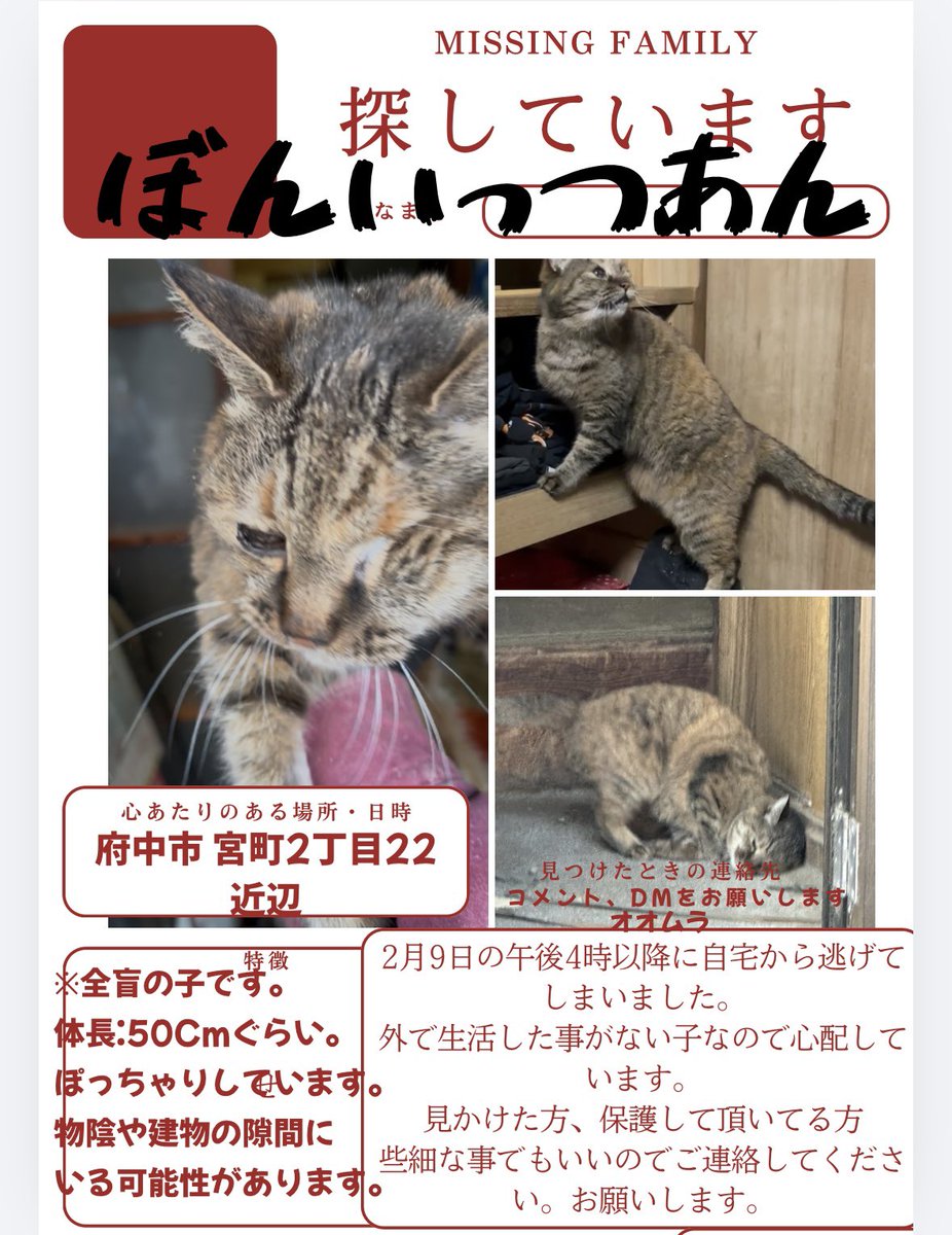 bass_no10's tweet image. 2月9日の午後4時ぐらいに、我が家の猫が逃げてしまいました。
全盲で外での暮らしも経験がなく、毎晩探しておりますが、まだ見つかりません押し入れなども探したのですが、手応えがなく皆様のお力をお借りしたいと思います。特に府中市近辺の方、拡散どうかよろしくお願いします。#迷い猫 #猫 #家出猫