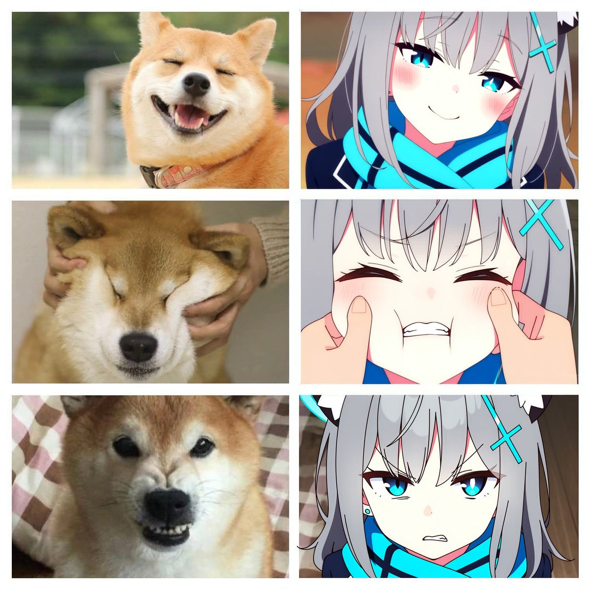 Post by ぽんこつ on X: 柴犬シロコ