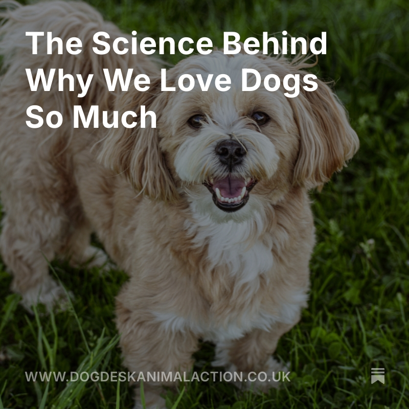DogDeskAction's tweet photo. Why do we love dogs so deeply? 🐶❤️ It’s not just the wagging tails there’s real science behind the bond we share.
Discover what makes our connection with dogs so powerful 👇
https://t.co/UL8haGc0Re
#DogScience #WhyWeLoveDogs #DogLovers 🐾💛 https://t.co/IkSt9FtmKY