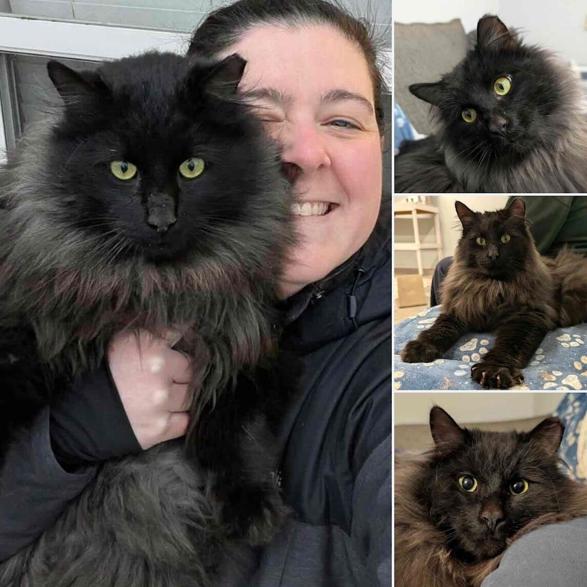 Rescue Seemed Impossible at First, But This Fluffball Was Born For Indoor Life and Cuddles!

Olive mastered playing hard to get—disappearing for months before finally accepting rescue. A heartwarming tale of a stray cat who found his forever home 👉 buff.ly/P0wIDHO