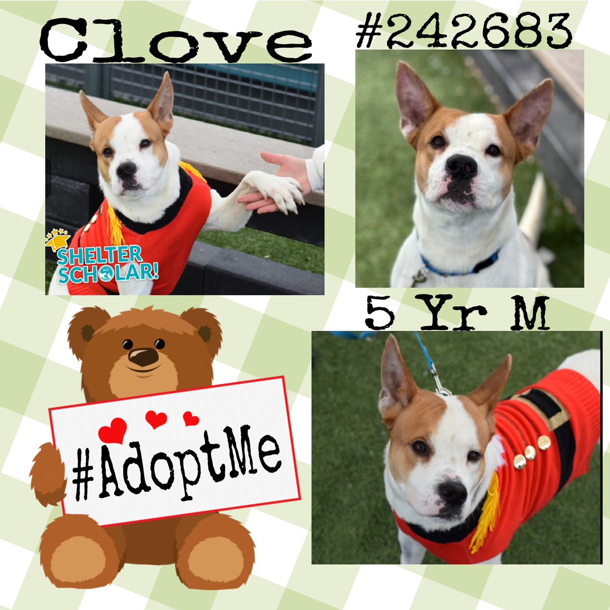 Quinnqueens's tweet image. #DogoftheDay 🏆
#HiddenGem 💎 75+Days
🔘Clove #242683🔘
In Shelter Scholars Program, sweet, thoughtful 5 yr old boy. He dreams of a lasting, loving all adult 🏡. Needs time 2 decompress &amp;amp; adjust at his pace, make his dream come true #AdoptMe #Foster
nycacc.app/browse/242683