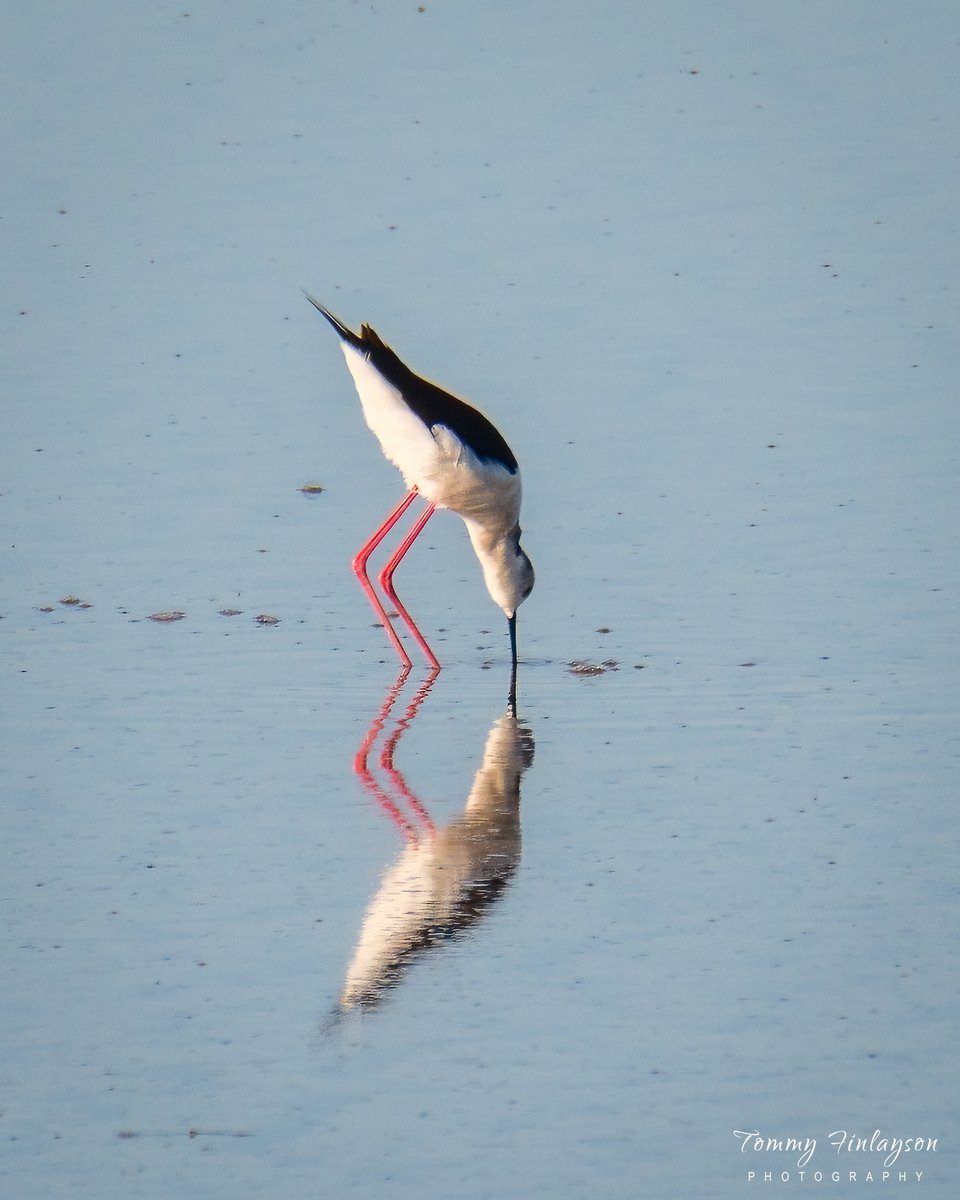 TommyFinlayson's tweet photo. Black-winged stilt and its reflection #LaJanda #Spain https://t.co/VtYOnw3rHp