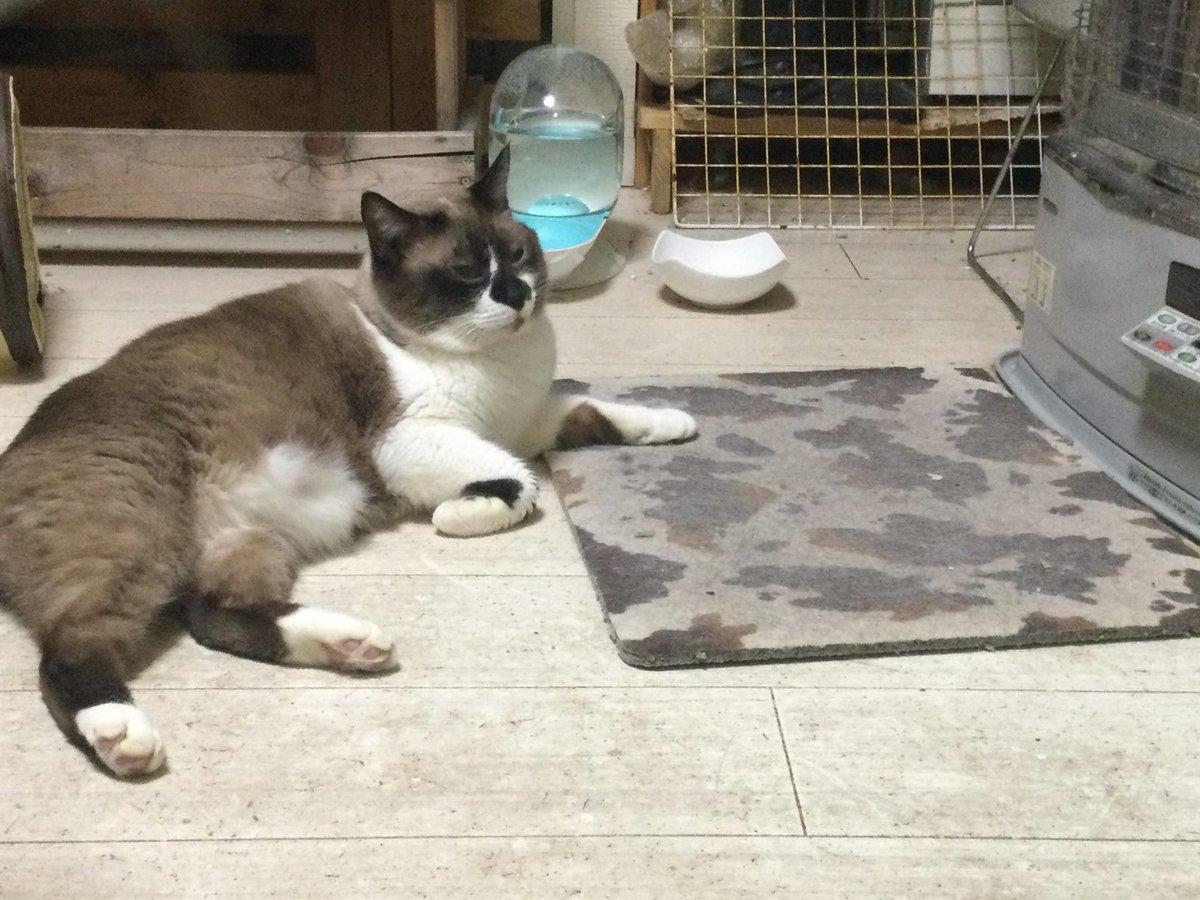 ホットカフェラテは美味しい😋☕ ホットならてさんは めちゃ可愛い