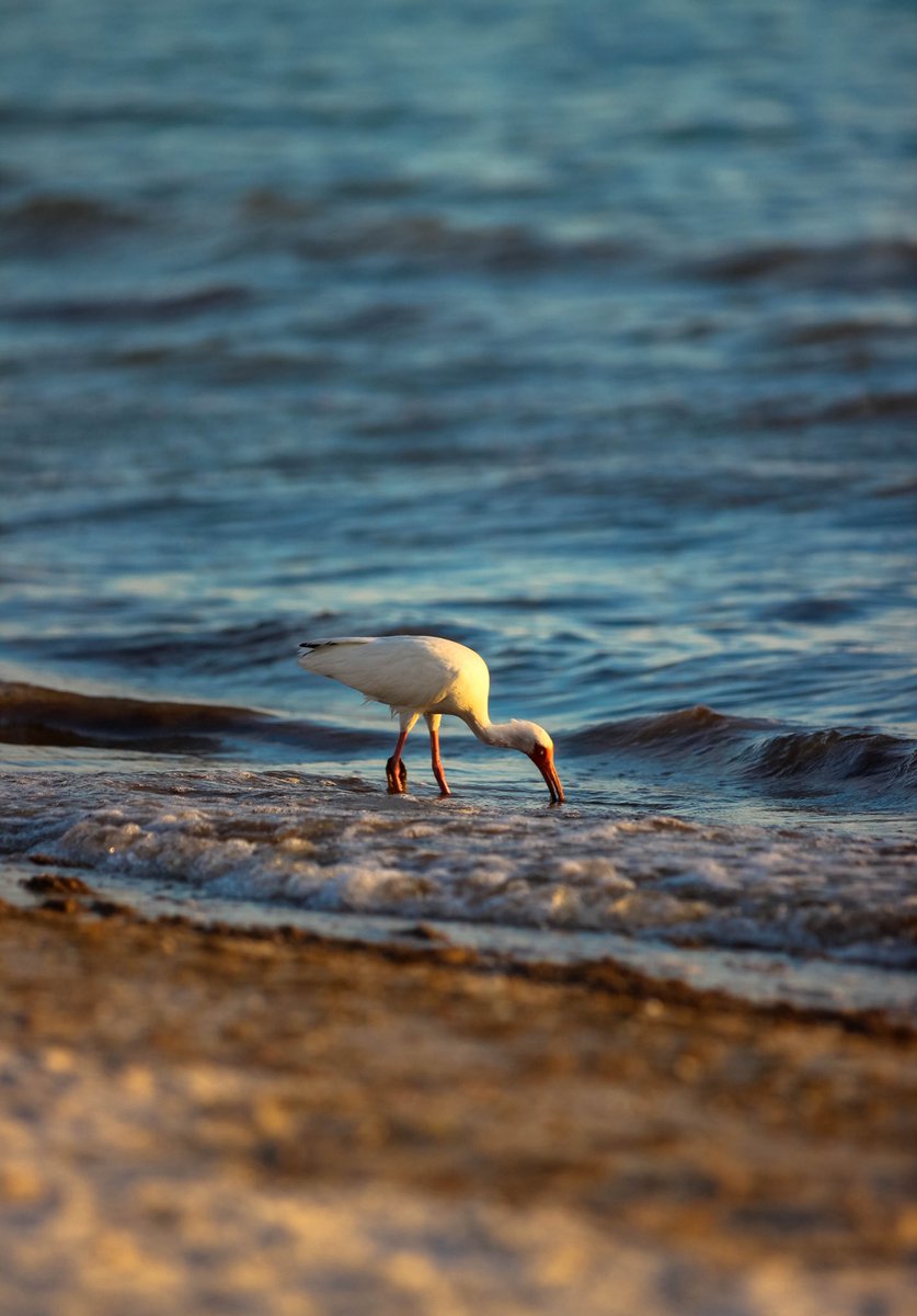 redbeardsphotos's tweet photo. A Series #photos #photograghy #Canon #ContentCreator #phototime #wordbird #birdphotography #BeachLife https://t.co/qCwHVNi9iU