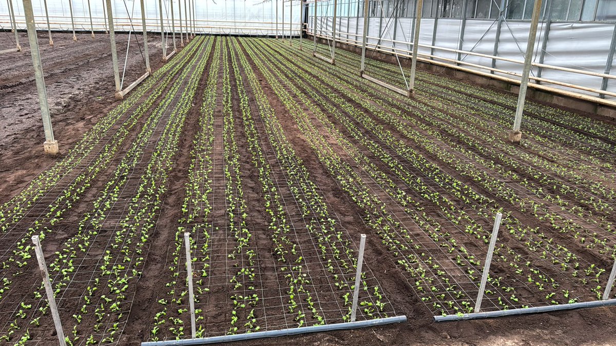 Hans Hendriks tweet media