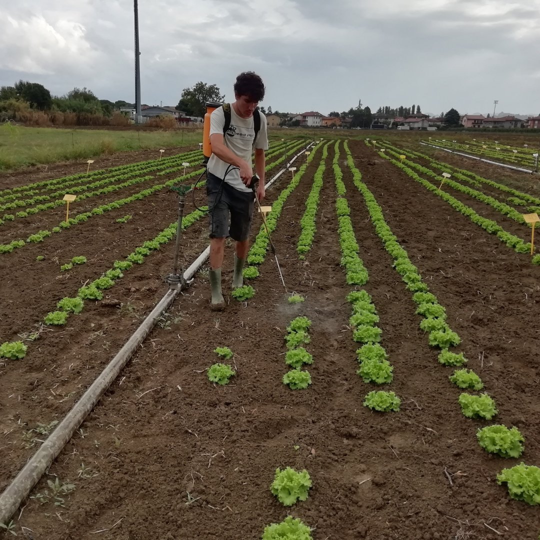 SPINFERT's tweet photo. Ri.Nova has moved to efficacy field trials on lettuce and zucchini. Selected biostimulants are now being evaluated in real growing conditions, combined with a 50% reduction in mineral fertilisation. #RINOVA #FieldToLab #SPINFERT #Biostimulants https://t.co/fduK0eYJJE