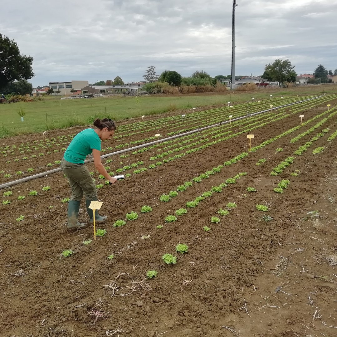 SPINFERT's tweet photo. Ri.Nova has moved to efficacy field trials on lettuce and zucchini. Selected biostimulants are now being evaluated in real growing conditions, combined with a 50% reduction in mineral fertilisation. #RINOVA #FieldToLab #SPINFERT #Biostimulants https://t.co/fduK0eYJJE