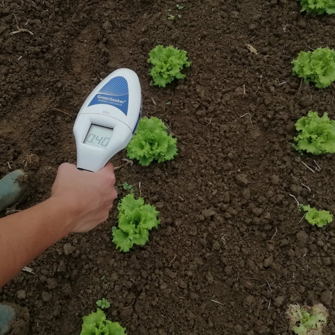 SPINFERT's tweet photo. Ri.Nova has moved to efficacy field trials on lettuce and zucchini. Selected biostimulants are now being evaluated in real growing conditions, combined with a 50% reduction in mineral fertilisation. #RINOVA #FieldToLab #SPINFERT #Biostimulants https://t.co/fduK0eYJJE